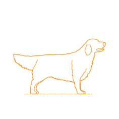 Animals Dogs Golden Retriever Sticker Svg Vector, Free Vectors File